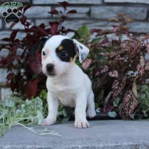 Buttercup, Jack Russell Terrier Puppy