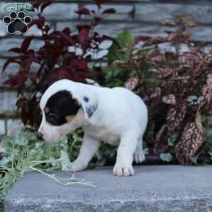 Buttercup, Jack Russell Terrier Puppy