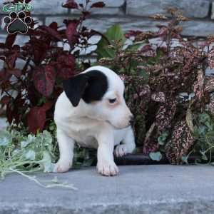 Buttercup, Jack Russell Terrier Puppy
