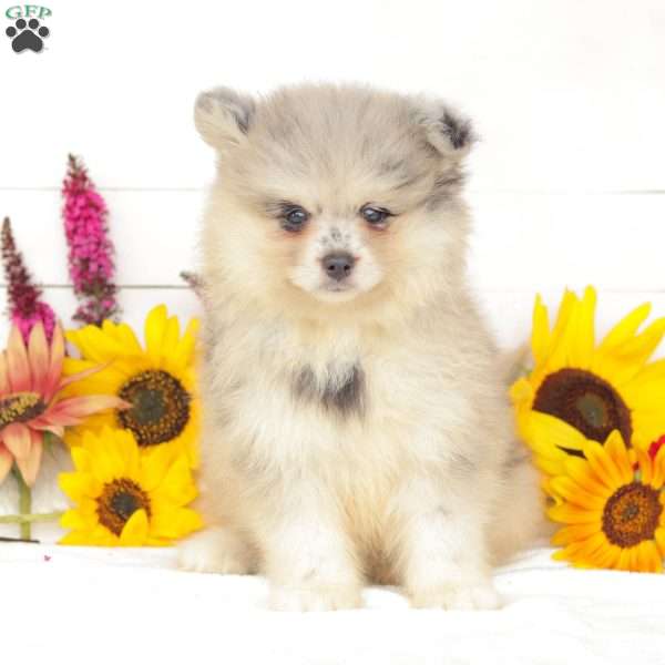 Oakley, Pomsky Puppy