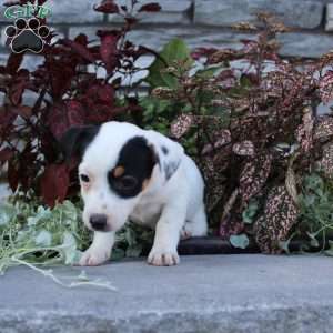Buttercup, Jack Russell Terrier Puppy