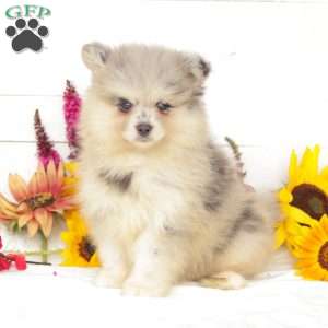 Oakley, Pomsky Puppy