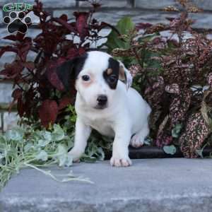 Buttercup, Jack Russell Terrier Puppy