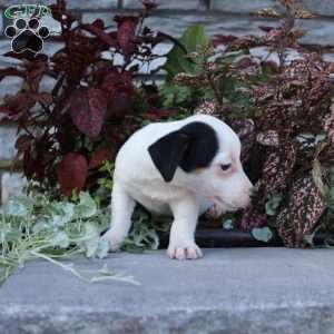 Buttercup, Jack Russell Terrier Puppy