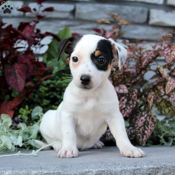 Buttercup, Jack Russell Terrier Puppy