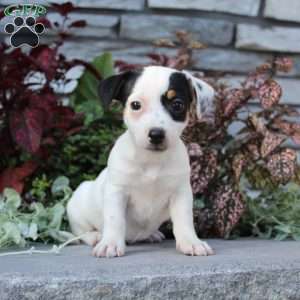 Buttercup, Jack Russell Terrier Puppy