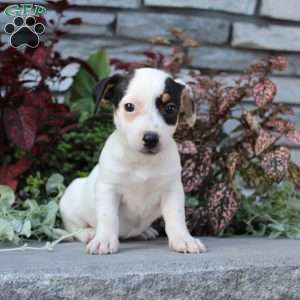 Buttercup, Jack Russell Terrier Puppy