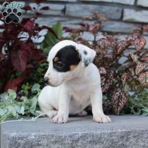 Buttercup, Jack Russell Terrier Puppy