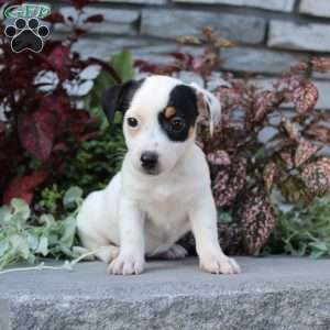 Buttercup, Jack Russell Terrier Puppy