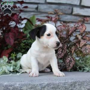 Buttercup, Jack Russell Terrier Puppy
