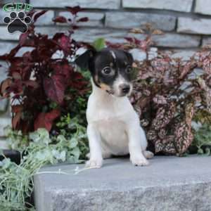 Pixie, Jack Russell Terrier Puppy