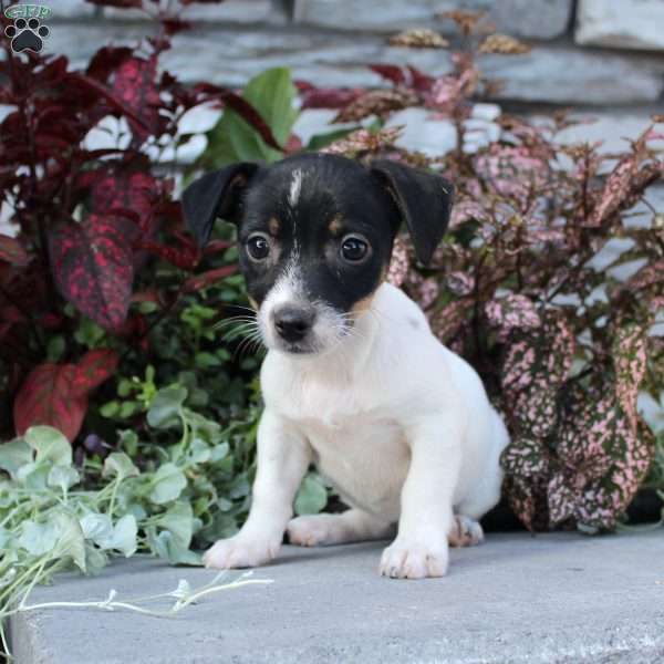 Pixie, Jack Russell Terrier Puppy