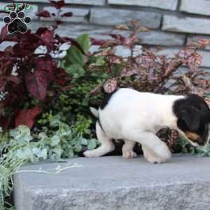 Pixie, Jack Russell Terrier Puppy