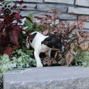 Pixie, Jack Russell Terrier Puppy