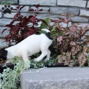 Pixie, Jack Russell Terrier Puppy