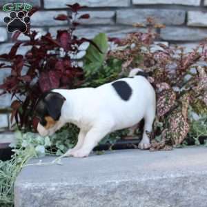 Daisy, Jack Russell Terrier Puppy