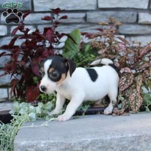 Daisy, Jack Russell Terrier Puppy