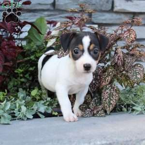 Daisy, Jack Russell Terrier Puppy