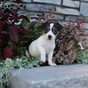 Daisy, Jack Russell Terrier Puppy