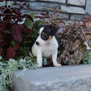 Daisy, Jack Russell Terrier Puppy