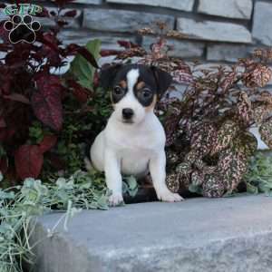 Daisy, Jack Russell Terrier Puppy