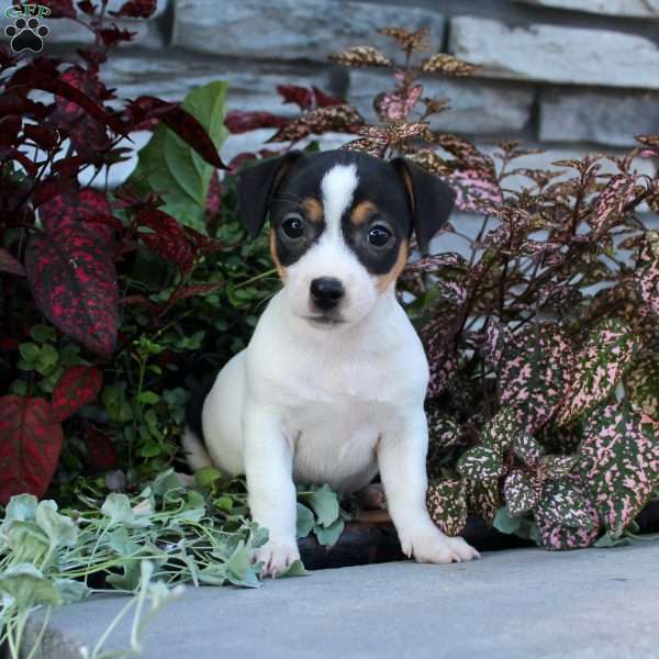 Daisy, Jack Russell Terrier Puppy