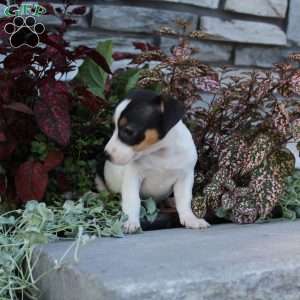 Daisy, Jack Russell Terrier Puppy