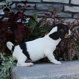 Daisy, Jack Russell Terrier Puppy