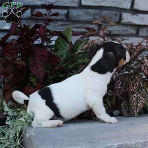 Daisy, Jack Russell Terrier Puppy