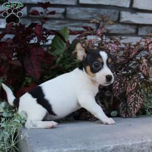 Daisy, Jack Russell Terrier Puppy