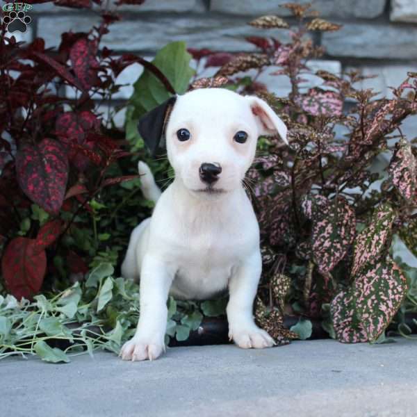 Bozo, Jack Russell Terrier Puppy