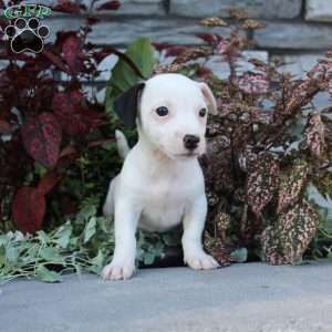 Bozo, Jack Russell Terrier Puppy