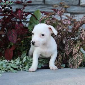 Bozo, Jack Russell Terrier Puppy