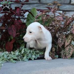 Bozo, Jack Russell Terrier Puppy