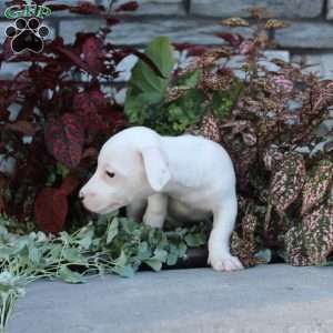 Bozo, Jack Russell Terrier Puppy