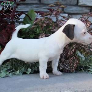 Bozo, Jack Russell Terrier Puppy