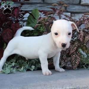 Bozo, Jack Russell Terrier Puppy