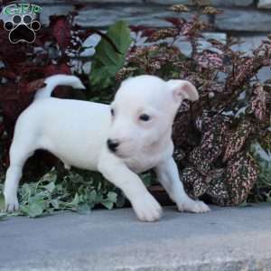 Bozo, Jack Russell Terrier Puppy