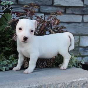 Bozo, Jack Russell Terrier Puppy