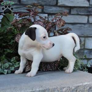 Bozo, Jack Russell Terrier Puppy
