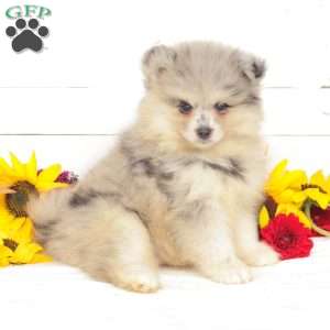Oakley, Pomsky Puppy