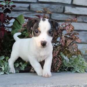 Barry, Jack Russell Terrier Puppy