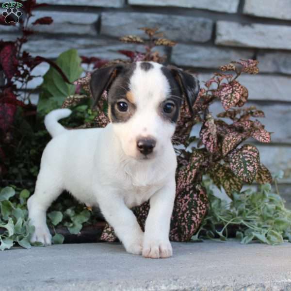 Barry, Jack Russell Terrier Puppy