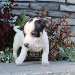 Barry, Jack Russell Terrier Puppy