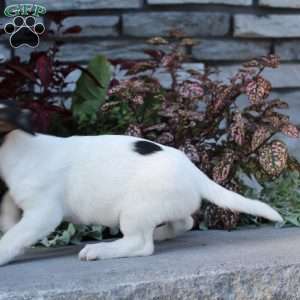 Barry, Jack Russell Terrier Puppy