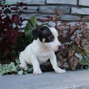 Barry, Jack Russell Terrier Puppy