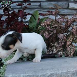 Barry, Jack Russell Terrier Puppy