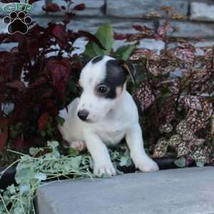 Barry, Jack Russell Terrier Puppy