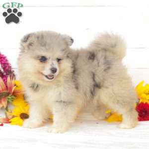 Oakley, Pomsky Puppy