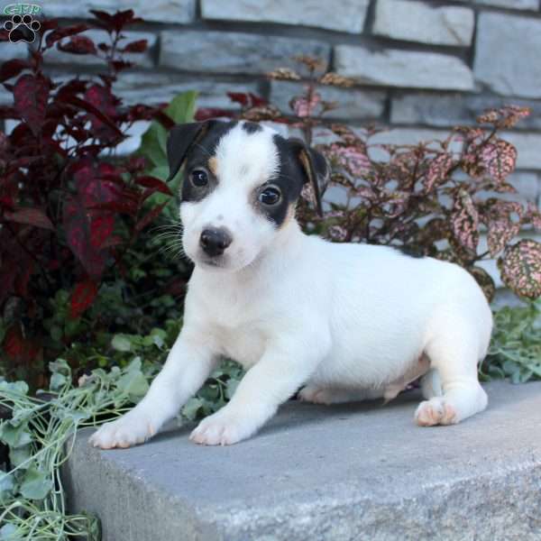 Barry, Jack Russell Terrier Puppy